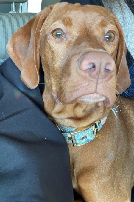 Amber Alaska Vizsla