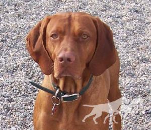 Firepoint Fiddler On The Woof