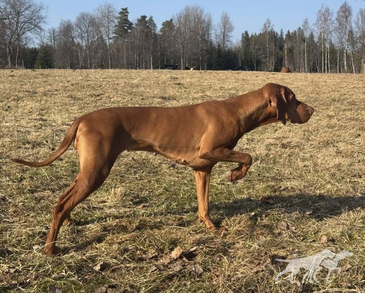 Lovizsla Gro