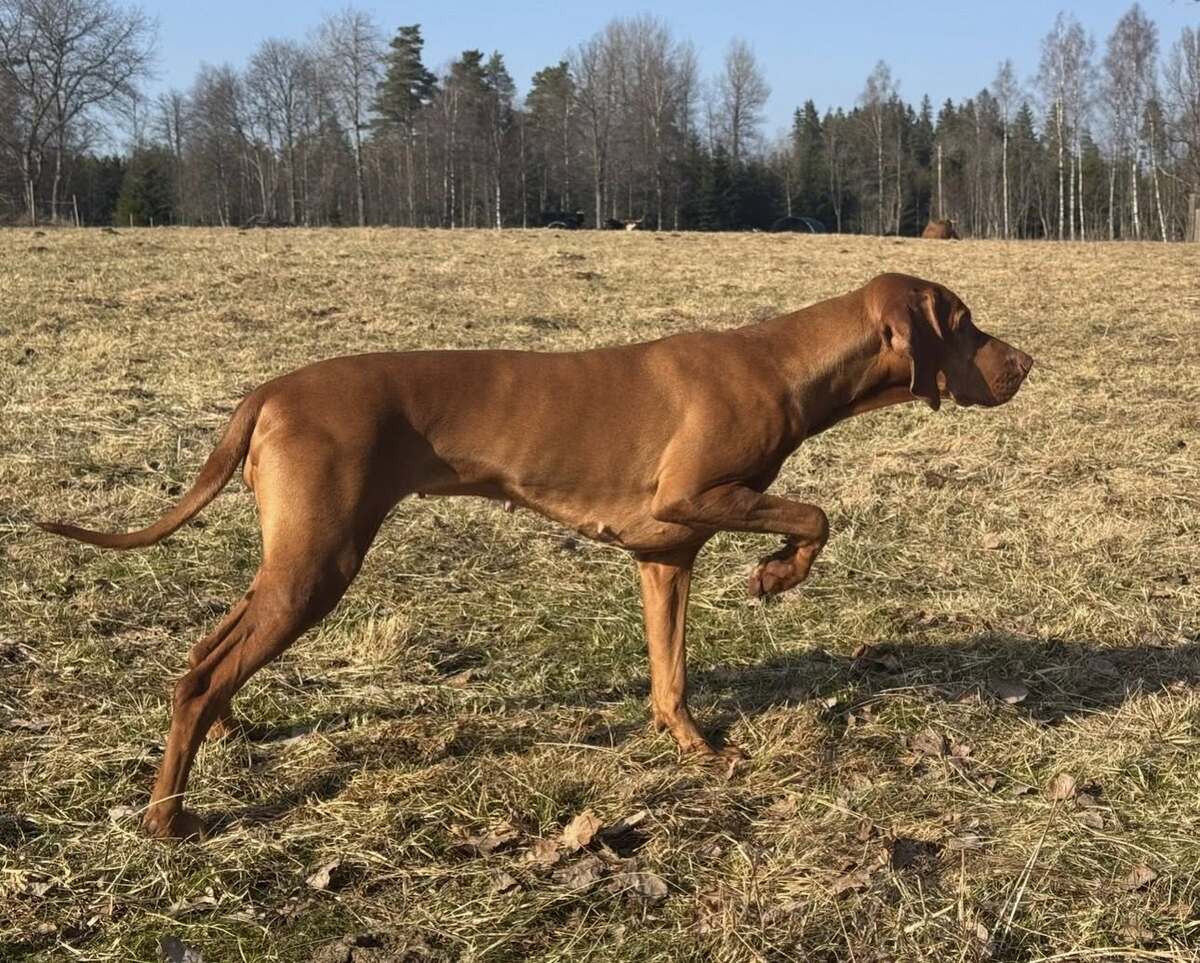 Lovizsla Gro