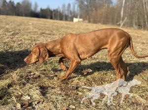 Lovizsla Gro