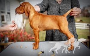 Velocity'spuppy06