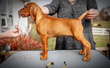 Velocity'spuppy06