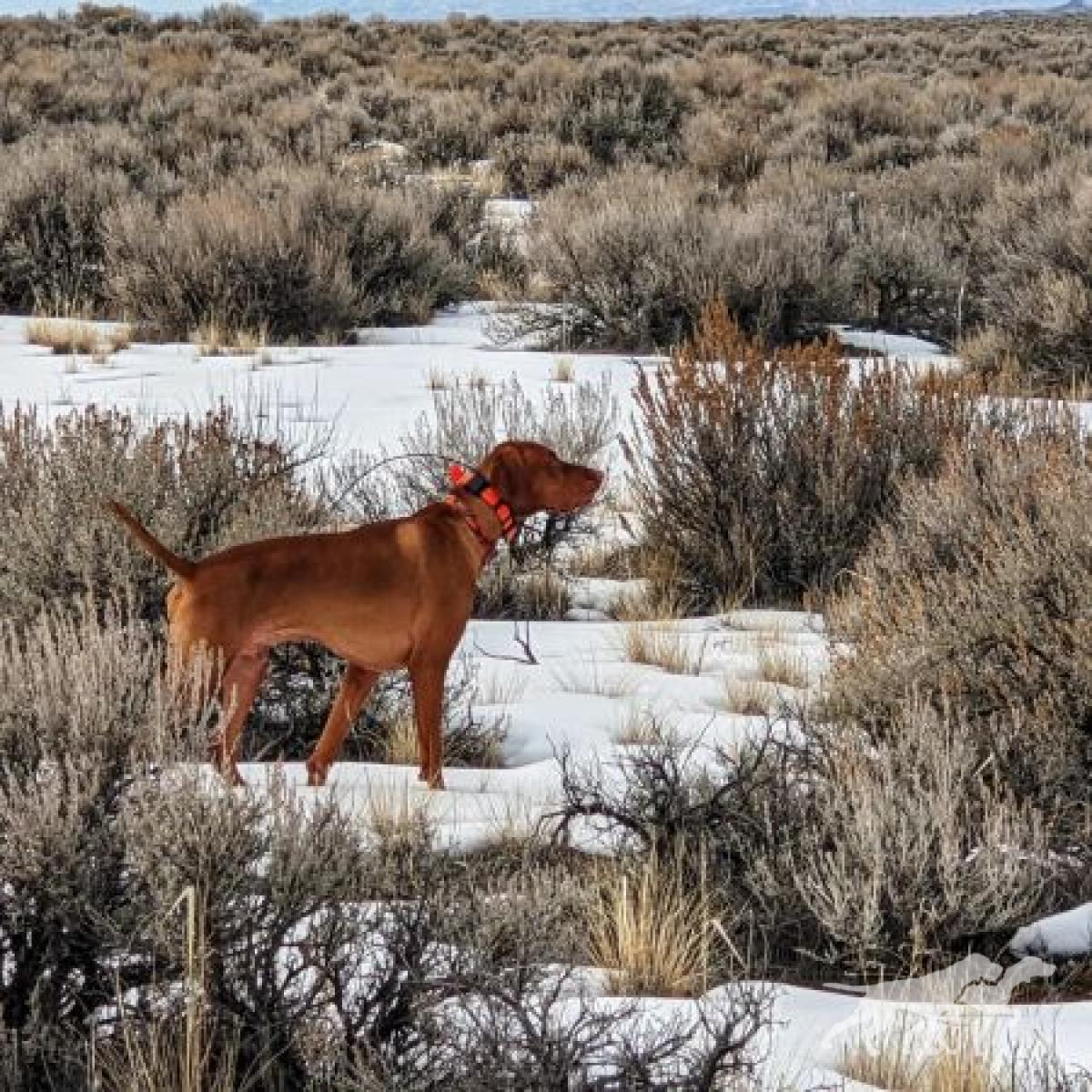 Red Legged Devil's Fooled Ya
