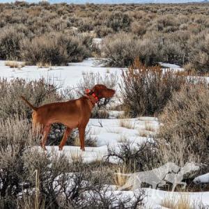 Red Legged Devil's Fooled Ya