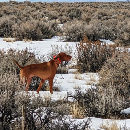 Red Legged Devil's Fooled Ya