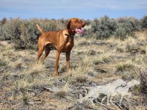 Red Legged Devil's Fooled Ya