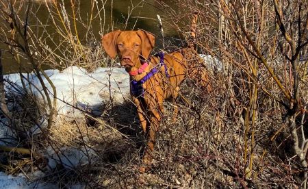 Big Creek's Smouldering Ember