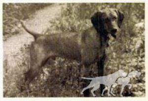Willie's Russet Duke