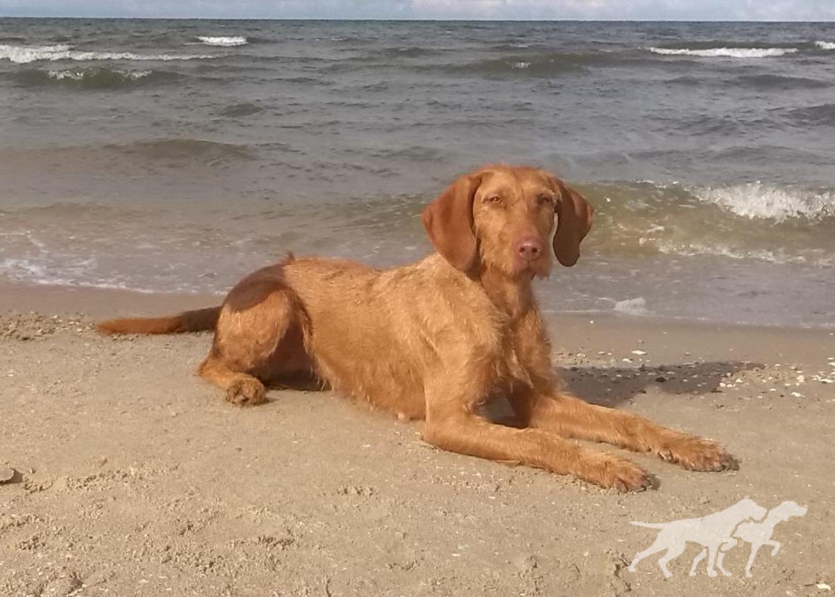 Aphra vom Seensgraben