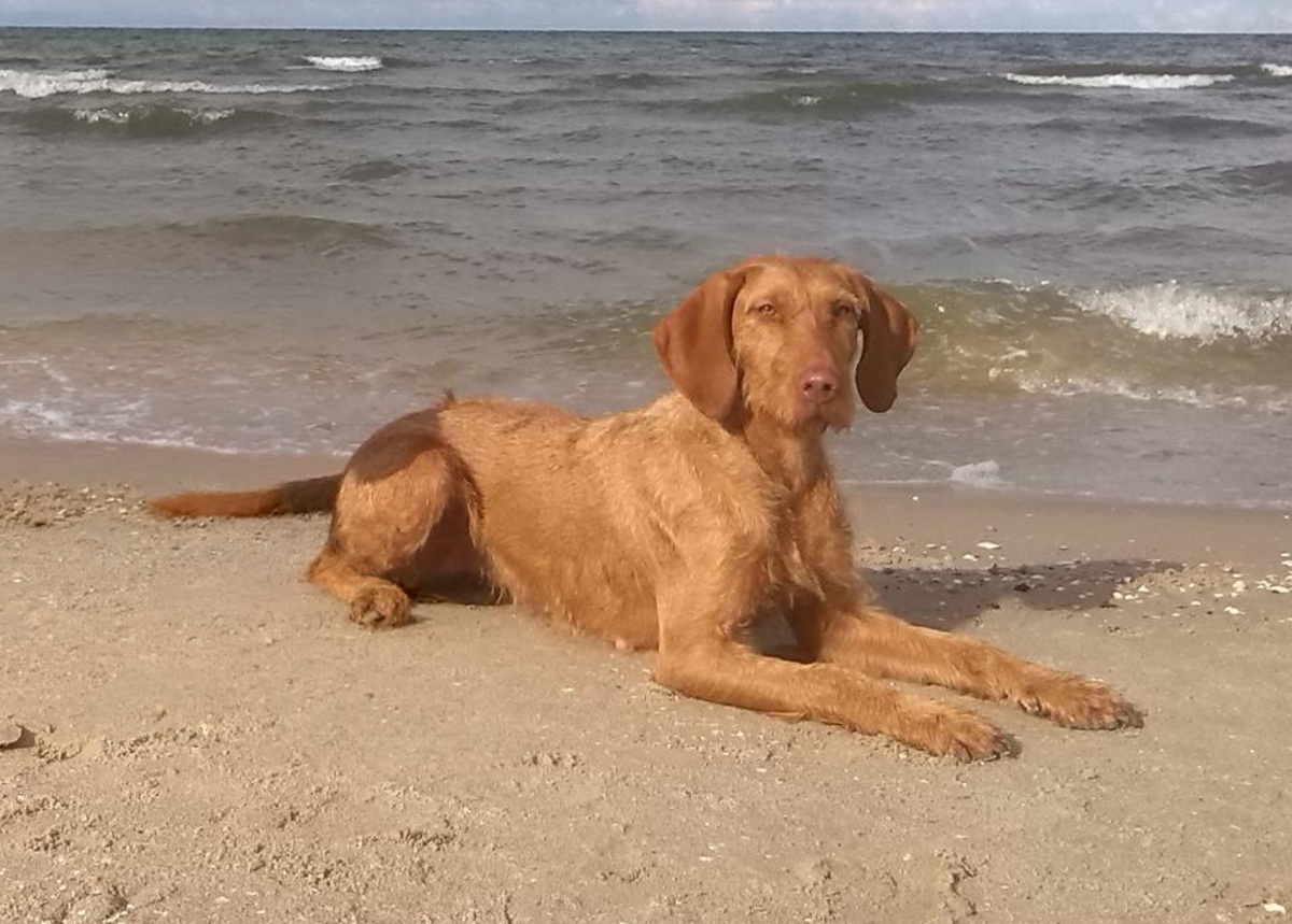 Aphra vom Seensgraben