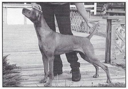 Paradox Ice Sculptor