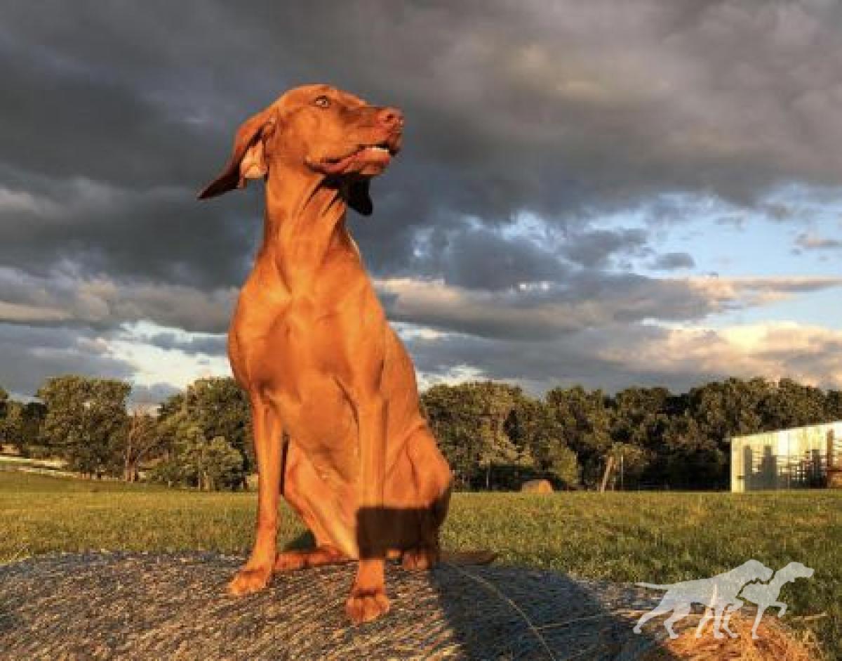 Willorunn's Emma Will Run
