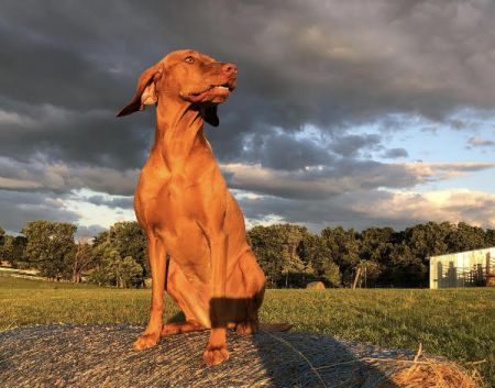 Willorunn's Emma Will Run
