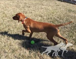 Willorunn's Emma Will Run