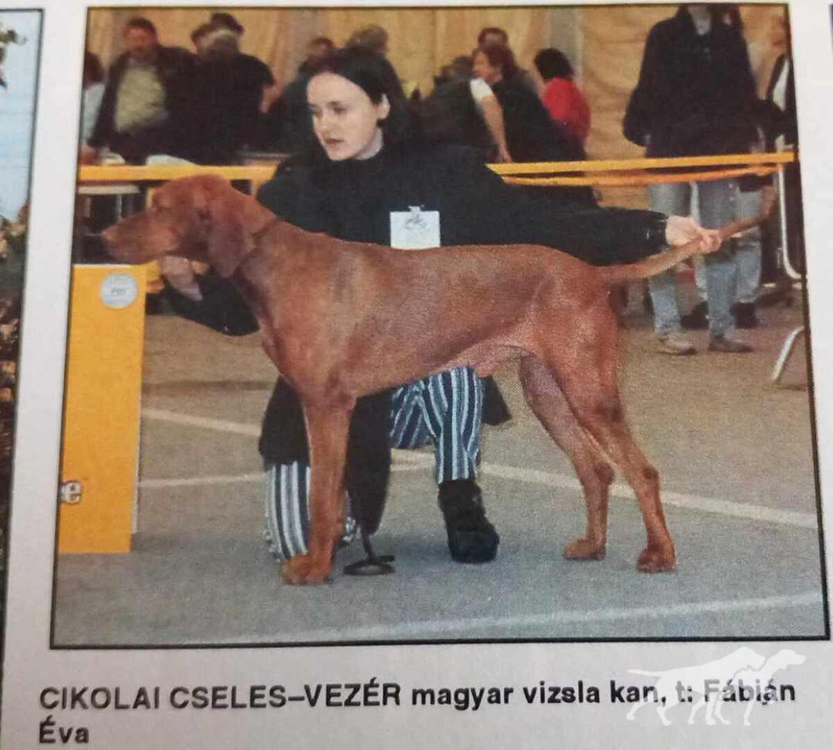 Cikolai Cseles