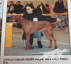 Cikolai Cseles