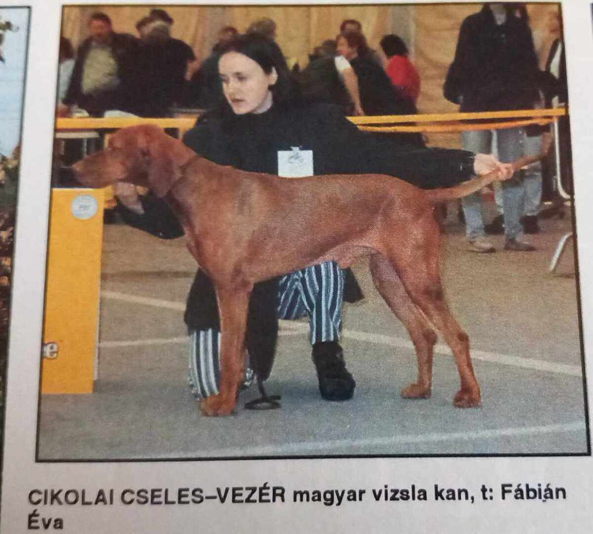 Cikolai Cseles