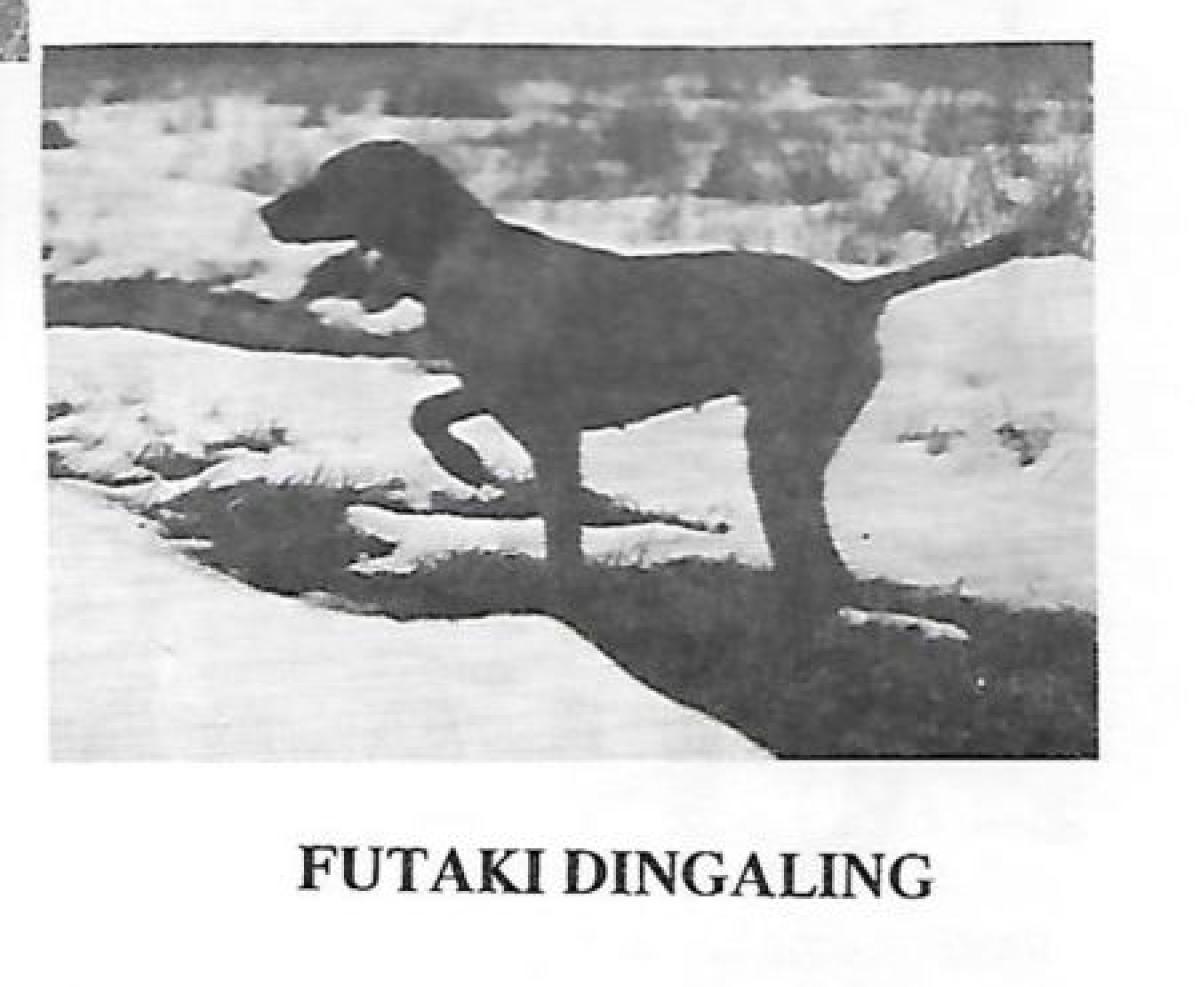 Futaki Dingaling