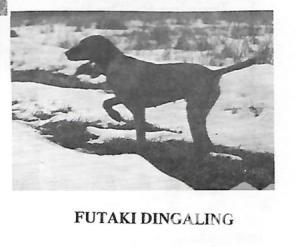 Futaki Dingaling