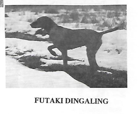 Futaki Dingaling