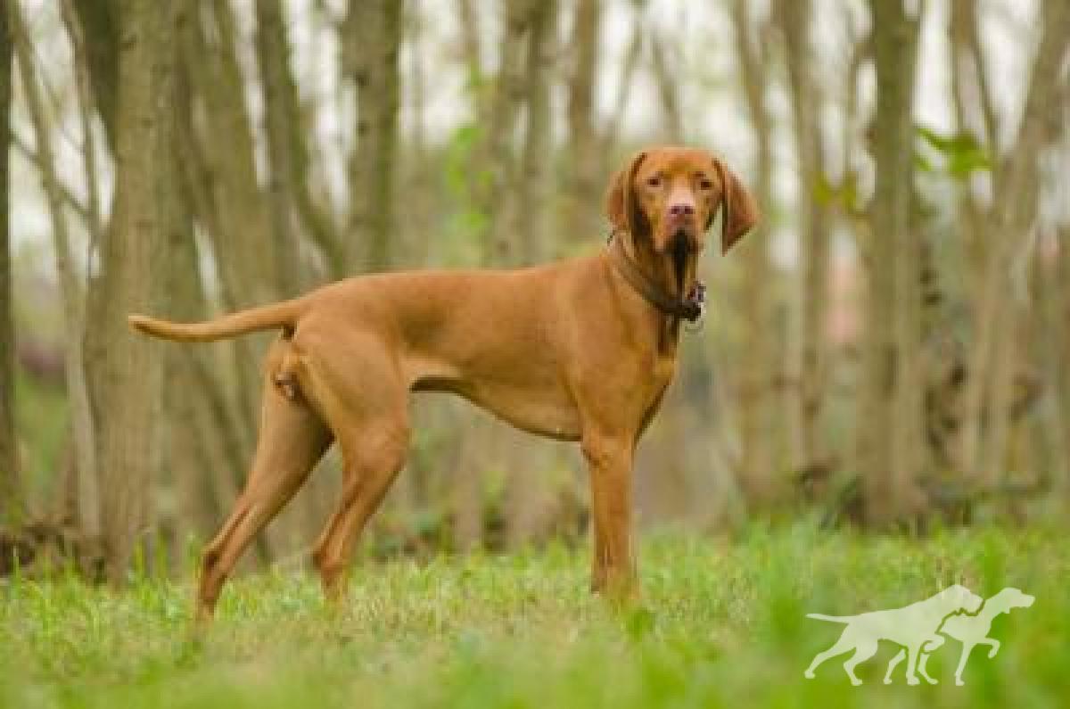 Mina dei Vizsla dei Vizsla