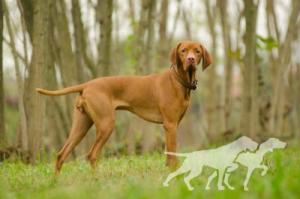 Mina dei Vizsla dei Vizsla