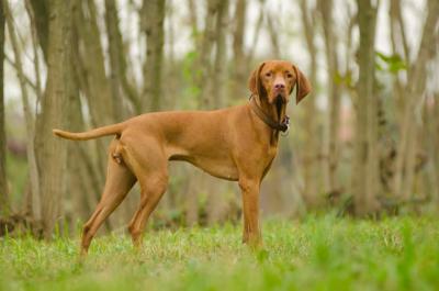 Mina dei Vizsla dei Vizsla
