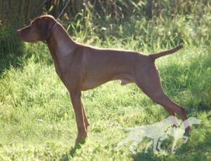 Bajos Bruin At Right Wing