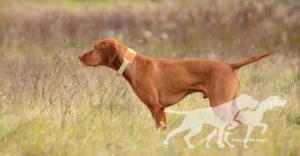Bajos Bruin At Right Wing