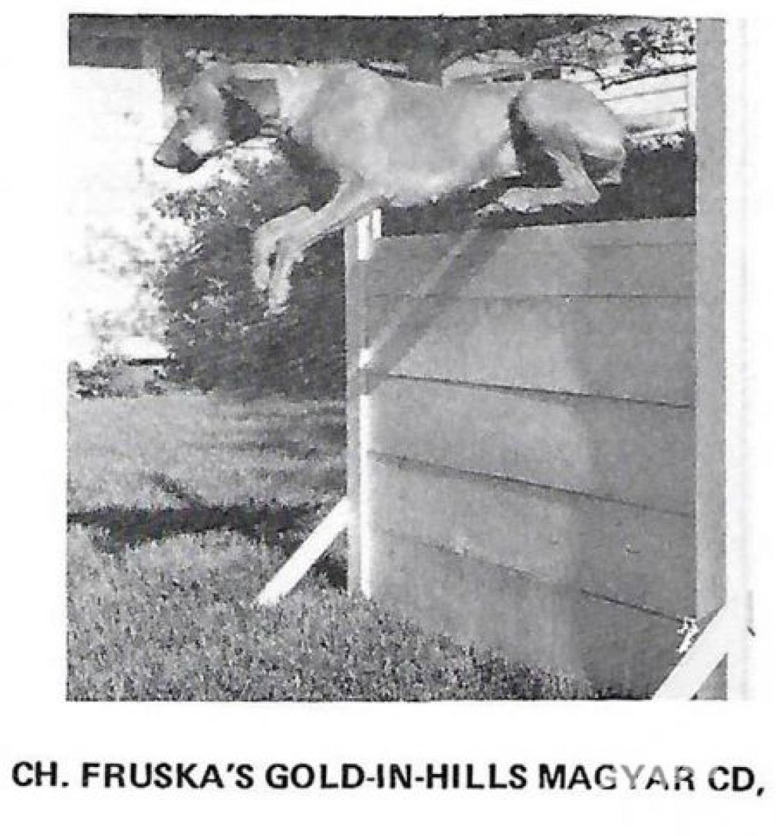 Fruska's Gold-In-Hills Magyar