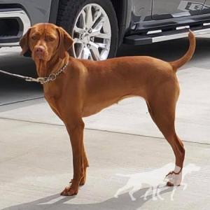 Gunn's Vizslas Teleki