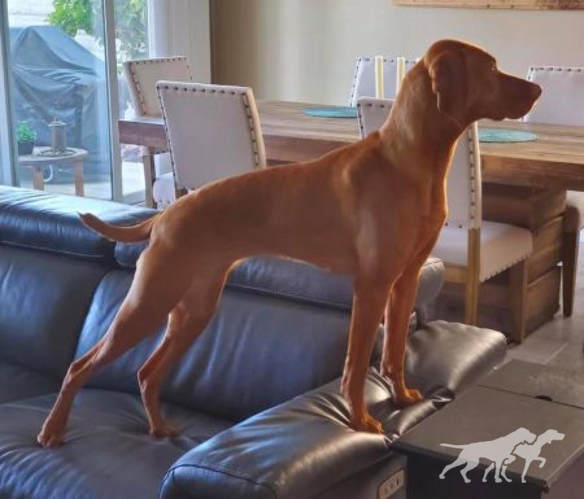 Gunn's Vizslas Teleki