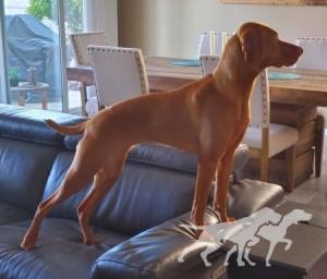Gunn's Vizslas Teleki