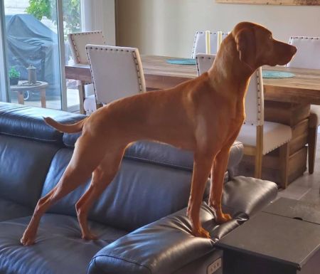 Gunn's Vizslas Teleki