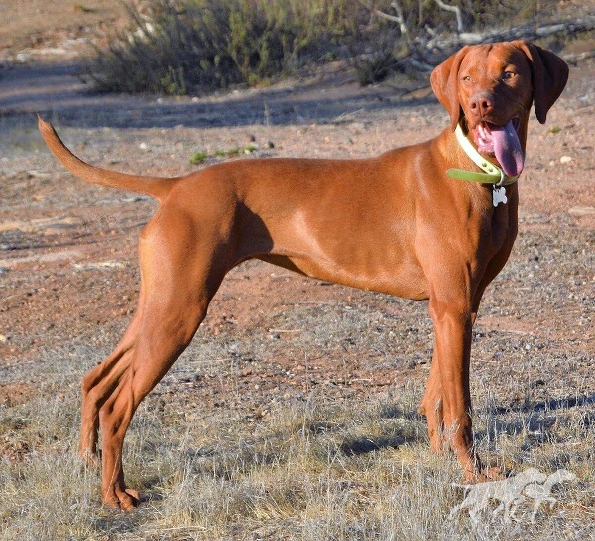 Reddog Ranch Kia Rainbow