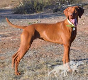 Reddog Ranch Kia Rainbow