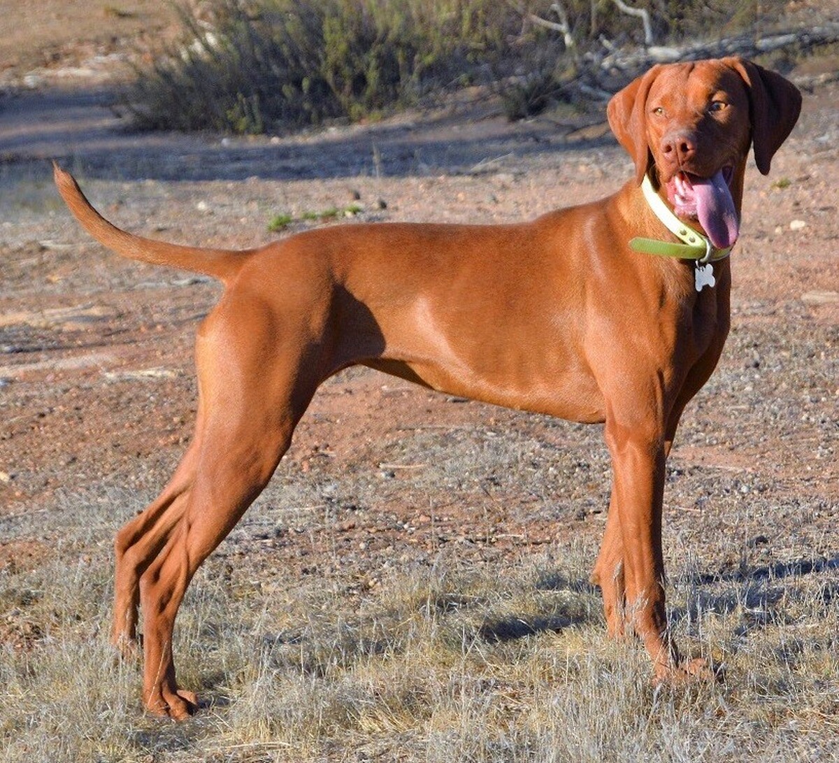 Reddog Ranch Kia Rainbow