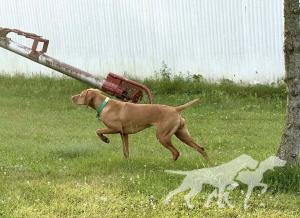 Rizing Sun I Beelieve I Can Fly