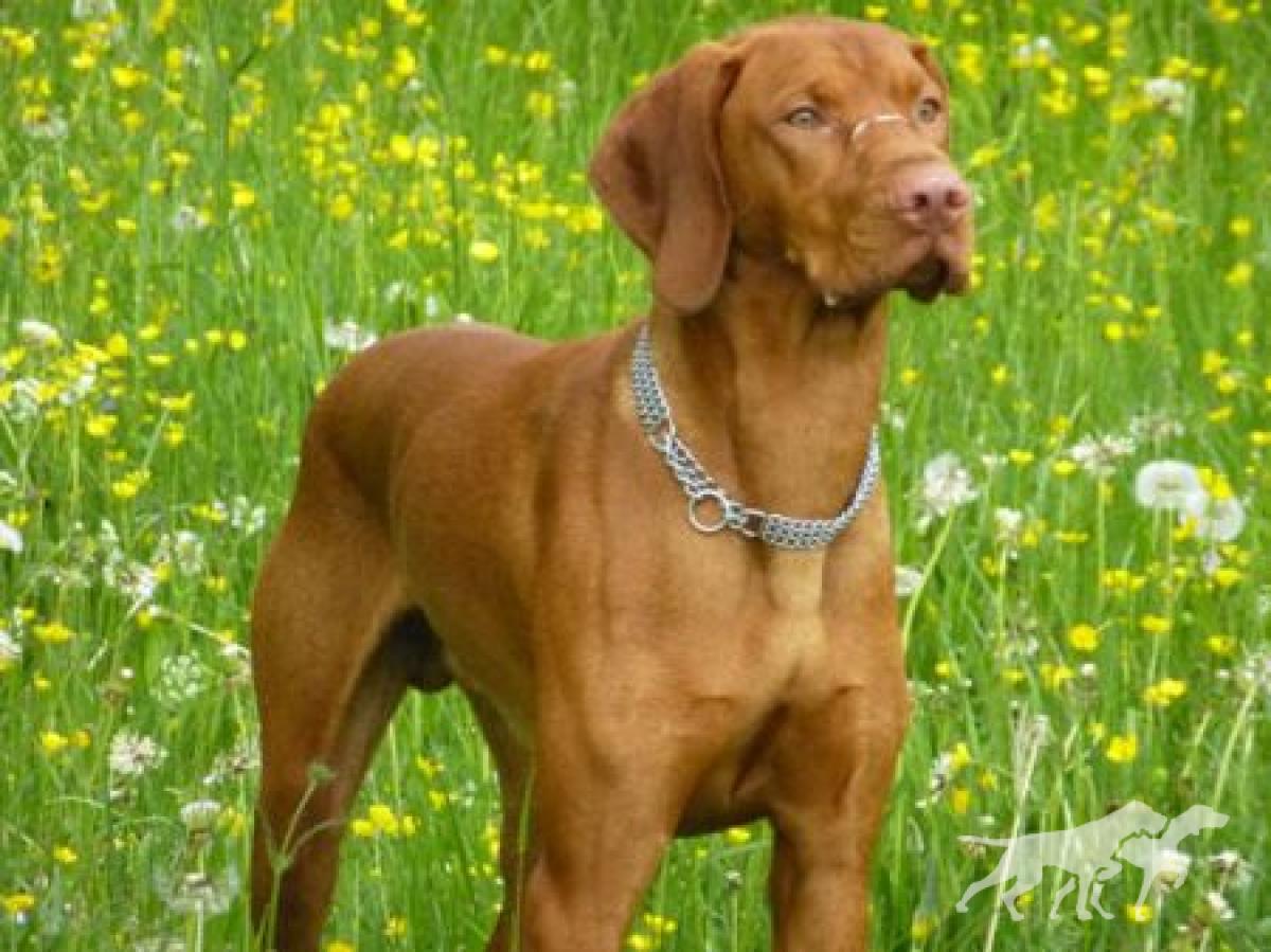 Andor Passion de l'or fauve