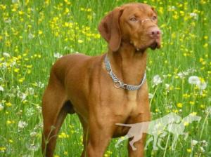 Andor Passion de l'or fauve