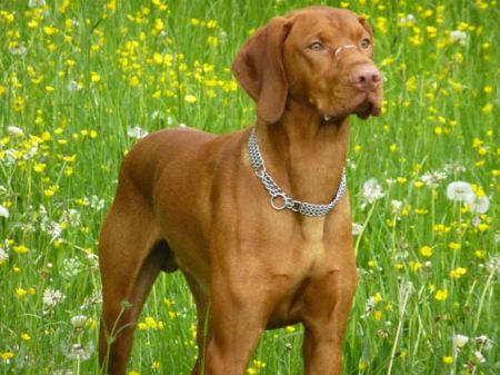 Andor Passion de l'or fauve