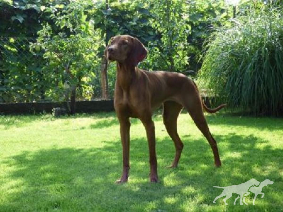 Aella Passion de l'or fauve