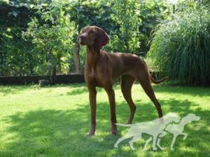 Aella Passion de l'or fauve