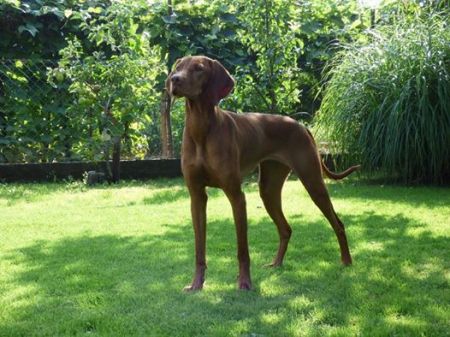 Aella Passion de l'or fauve