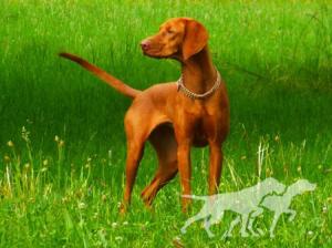 Amilly Passion de l'or fauve