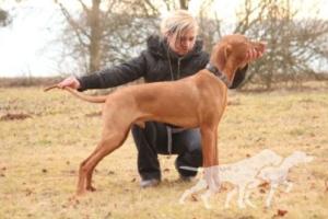 Argument Coco Lotte