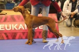 Ailey Princess Coco Lotte