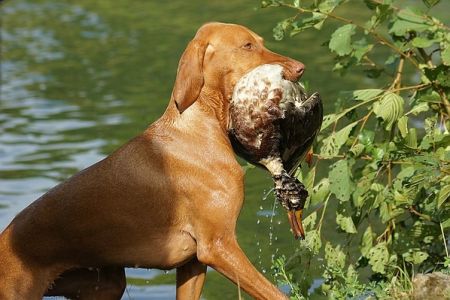 Chaya vom Dreyer Wittsand