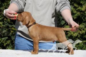 Hugo Boss Coco Lotte